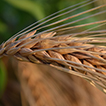 close up of barley