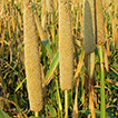 a field of millet