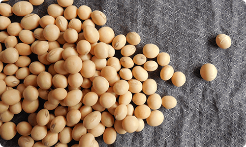 Soy Benefits, Food For Life